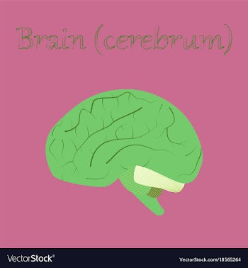 Human organ icon in flat style brain vector image