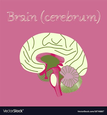 Human organ icon in flat style brain vector image