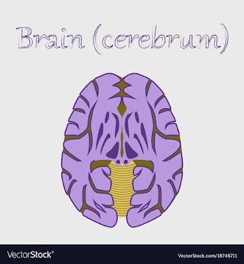 Human organ icon in flat style brain vector image