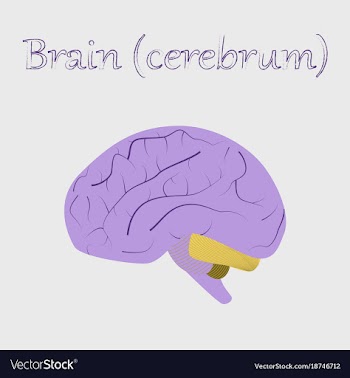 Human organ icon in flat style brain vector image