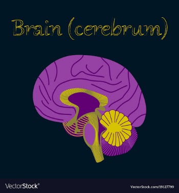 Human organ icon in flat style brain vector image