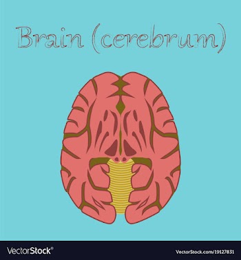Human organ icon in flat style brain vector image