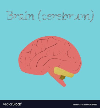 Human organ icon in flat style brain vector image