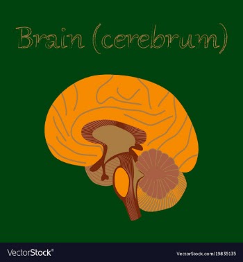 Human organ icon in flat style brain vector image