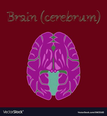 Human organ icon in flat style brain vector image