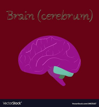 Human organ icon in flat style brain vector image