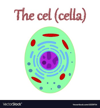 Human organ icon in flat style cell vector image