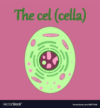 Human organ icon in flat style cell vector image