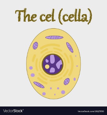 Human organ icon in flat style cell vector image