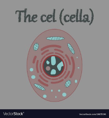 Human organ icon in flat style cell vector image