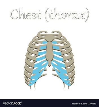 Human organ icon in flat style chest thorax vector image