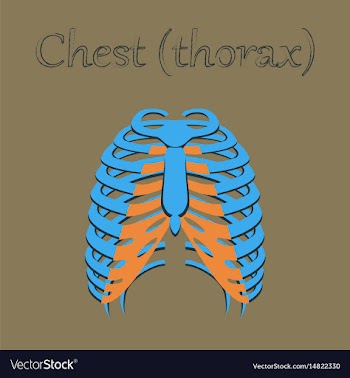 Human organ icon in flat style chest thorax vector image