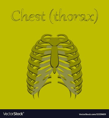 Human organ icon in flat style chest thorax vector image