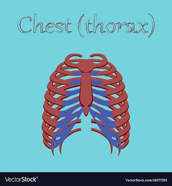 Human organ icon in flat style chest thorax vector image