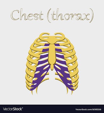 Human organ icon in flat style chest thorax vector image