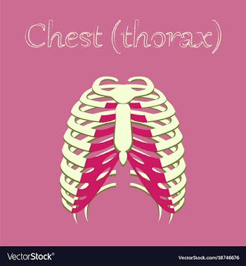 Human organ icon in flat style chest thorax vector image