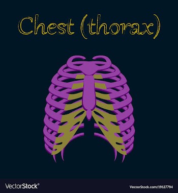 Human organ icon in flat style chest thorax vector image