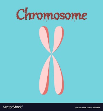 Human organ icon in flat style chromosome vector image