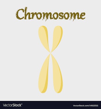 Human organ icon in flat style chromosome vector image