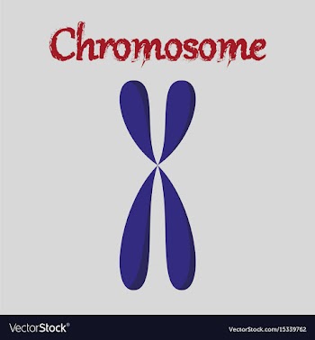 Human organ icon in flat style chromosome vector image