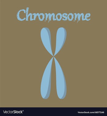 Human organ icon in flat style chromosome vector image
