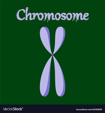 Human organ icon in flat style chromosome vector image