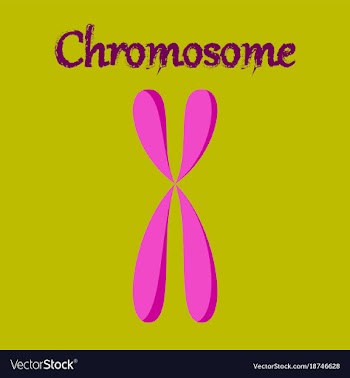 Human organ icon in flat style chromosome vector image