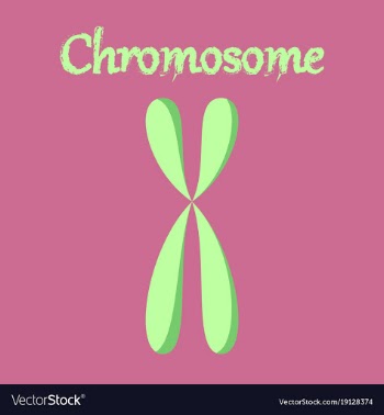 Human organ icon in flat style chromosome vector image
