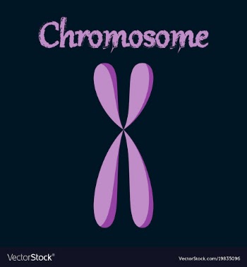 Human organ icon in flat style chromosome vector image