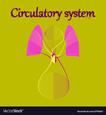 Human organ icon in flat style circulatory system vector image