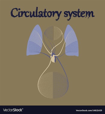 Human organ icon in flat style circulatory system vector image