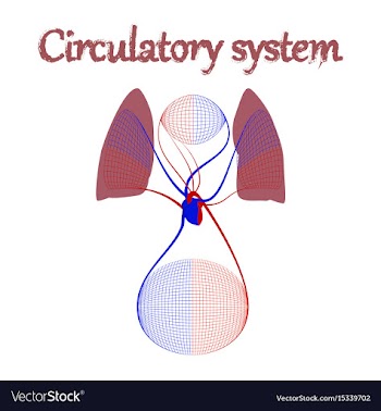 Human organ icon in flat style circulatory system vector image
