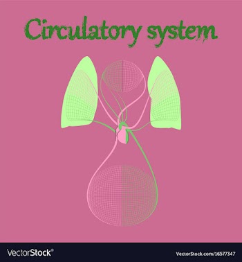 Human organ icon in flat style circulatory system vector image