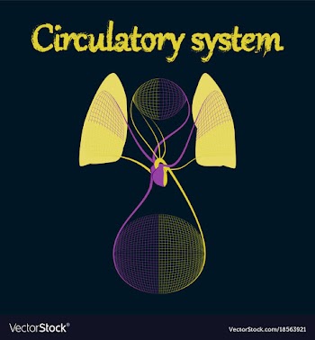 Human organ icon in flat style circulatory system vector image