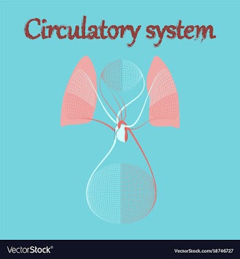Human organ icon in flat style circulatory system vector image