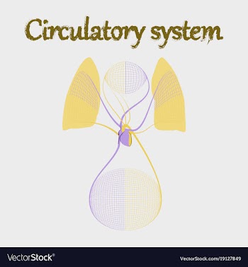 Human organ icon in flat style circulatory system vector image