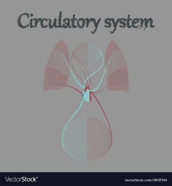 Human organ icon in flat style circulatory system vector image