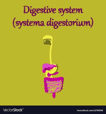Human organ icon in flat style digestive system vector image