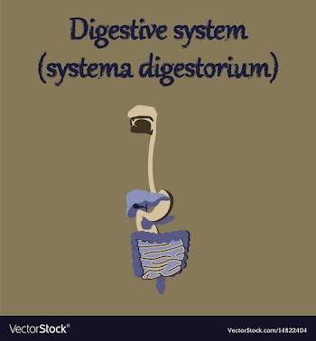 Human organ icon in flat style digestive system vector image