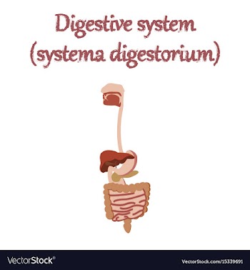 Human organ icon in flat style digestive system vector image