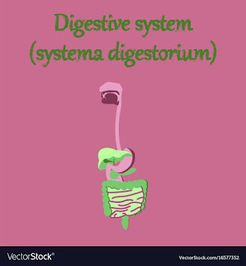 Human organ icon in flat style digestive system vector image