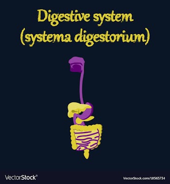 Human organ icon in flat style digestive system vector image