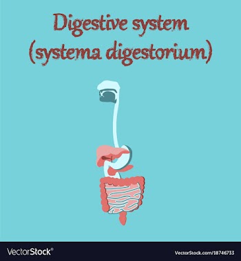 Human organ icon in flat style digestive system vector image