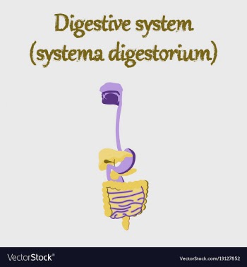 Human organ icon in flat style digestive system vector image