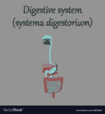 Human organ icon in flat style digestive system vector image