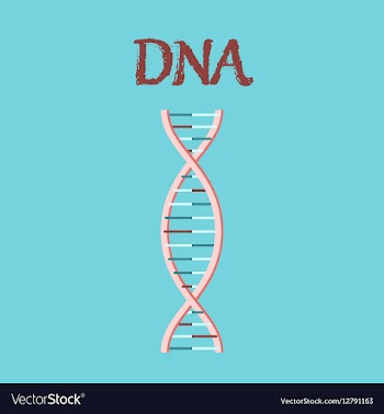 Human organ icon in flat style DNA vector image