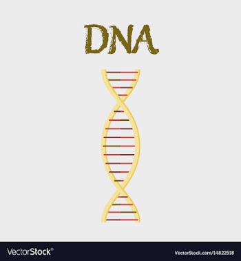 Human organ icon in flat style dna vector image
