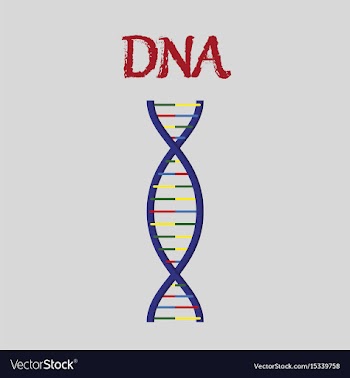 Human organ icon in flat style dna vector image