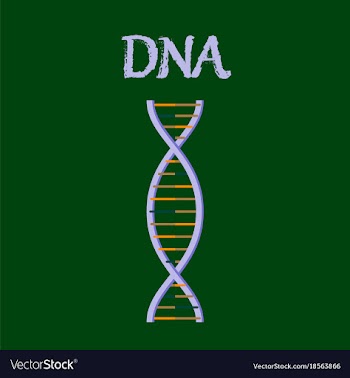 Human organ icon in flat style dna vector image