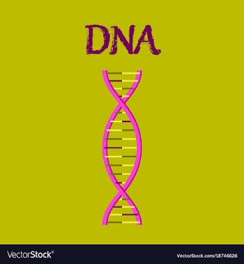 Human organ icon in flat style dna vector image